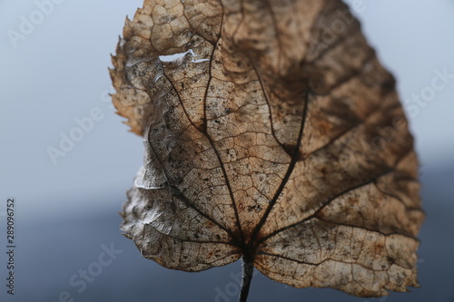 Leaf
