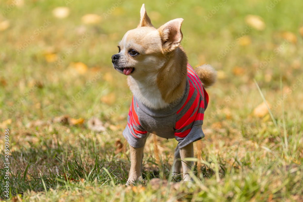 Chihuahua dog on the grass