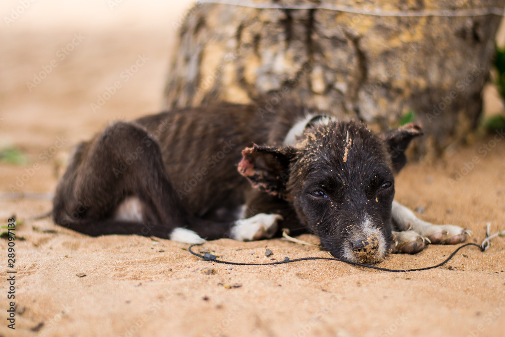 Sad, neglected, mistreated or abused and abandoned puppy dog lying in the sand, on a rope Sad, neglected, mistreated or abused and abandoned puppy dog lying in the sand, on a rope