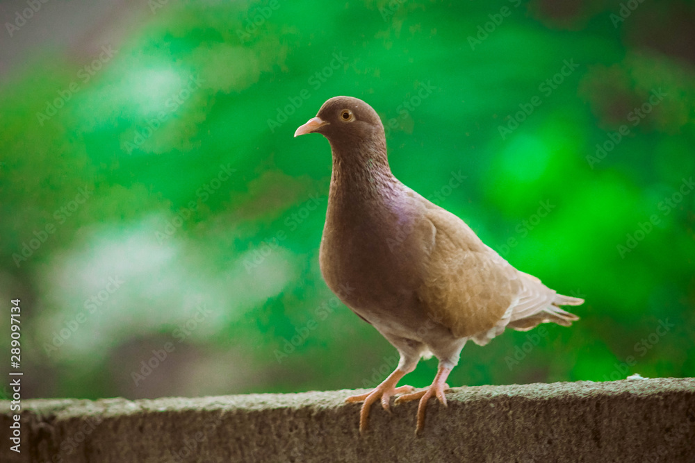 Close up head shot of beautiful speed racing brown pigeon bird Close up head shot of beautiful speed racing brown pigeon bird