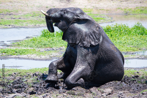 Young and juvenile elephant playing and mud bathing as seen on a safari