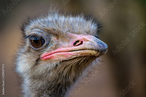 Close-up and detail of ostrich (Struthio camelus) head with beak and plume