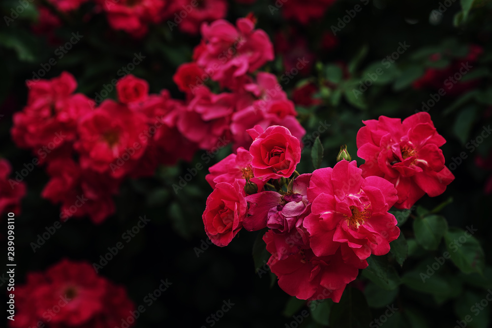 Roses flower in the rose garden Roses flower in the rose garden