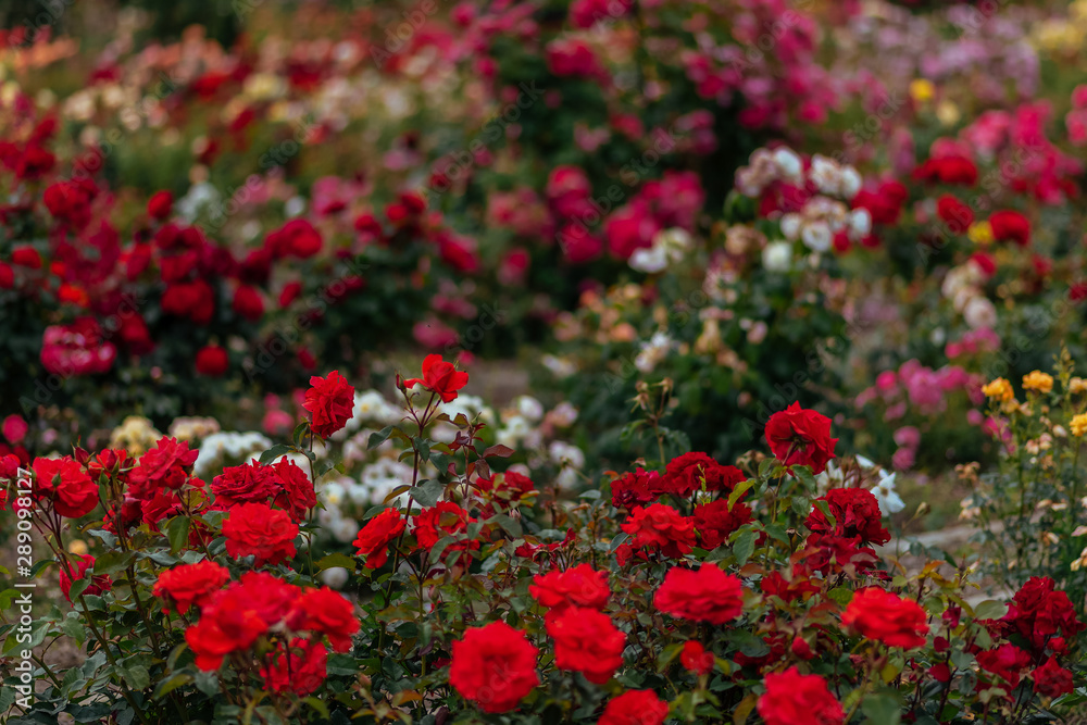 Roses flower in the rose garden Roses flower in the rose garden