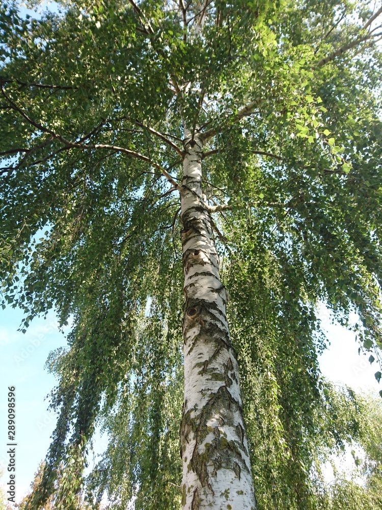 Fototapeta premium Natur. Hannover. Park.