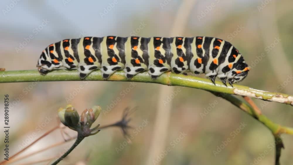 Adult caterpillar sp. Papilio Machaon resting on branch in the wild Closeup video Adult caterpillar sp. Papilio Machaon resting on branch in the wild Closeup video