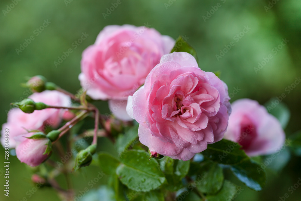 Pink Roses Across Green Garden Background Pink Roses Across Green Garden Background