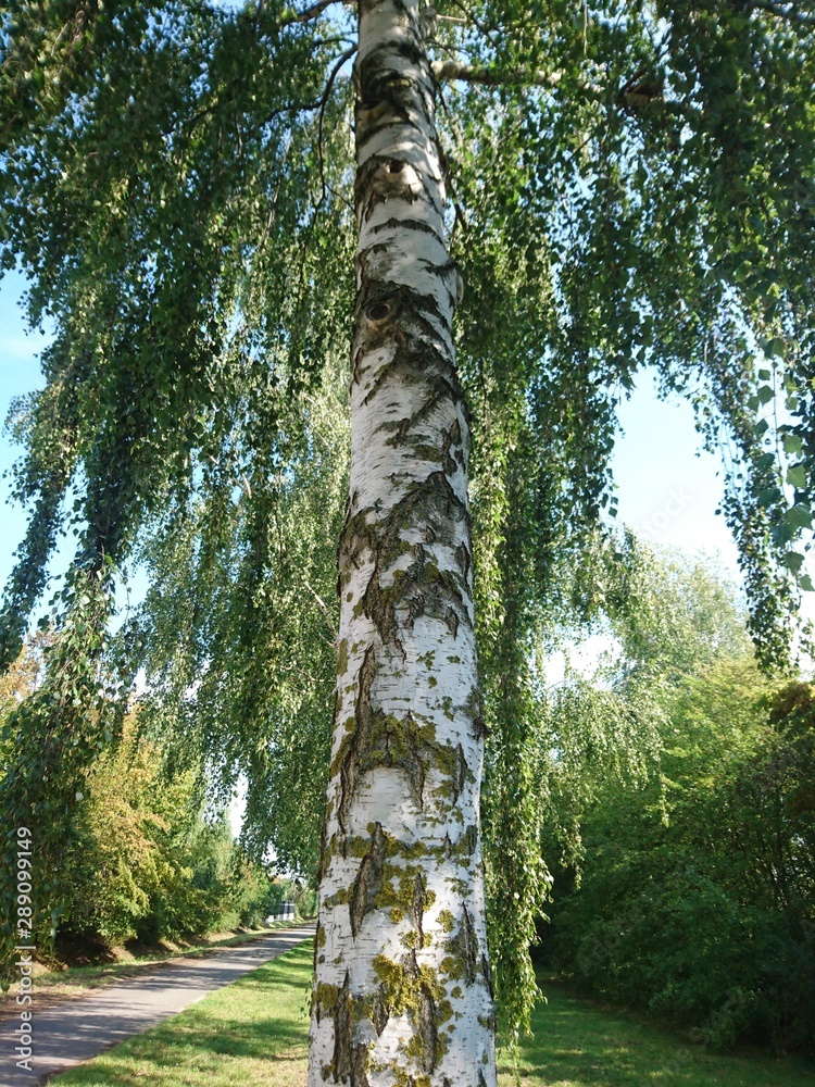 Fototapeta premium Natur. Hannover. Park.