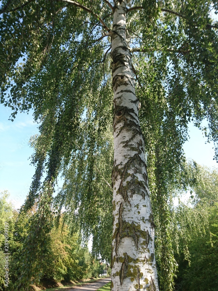 Fototapeta premium Natur. Hannover. Park.