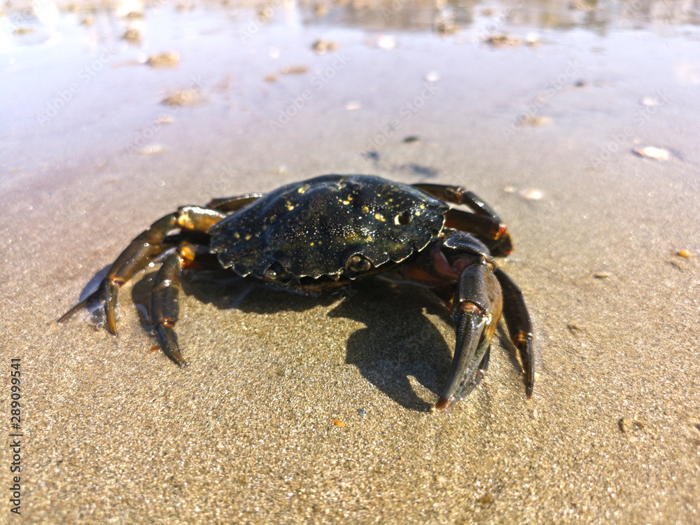 faune du littoral - crabes