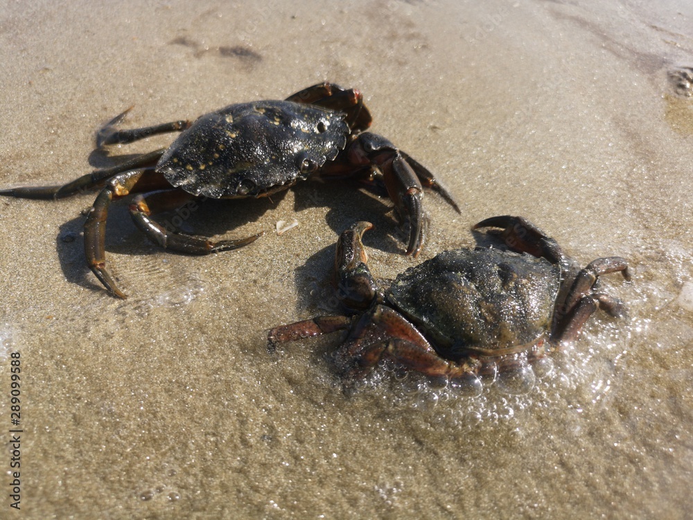 faune du littoral - crabes