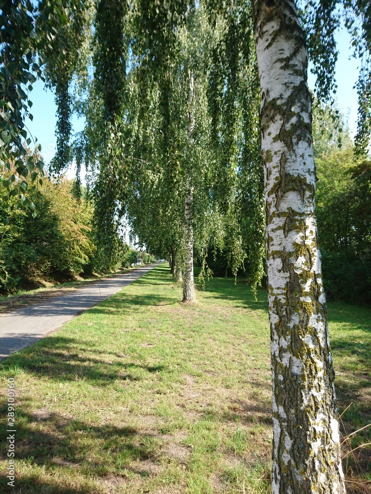 Obraz premium Natur. Hannover. Park.