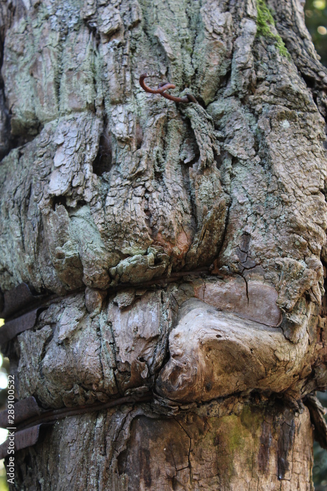 Corteccia rugosa con filo di ferro