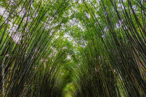 Fototapeta Naklejka Na Ścianę i Meble -  The delicacy of the tops of bamboo., for background
