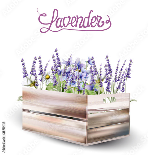 Lavender in wooden box card vector watercolor. Isolated background. Provence ...