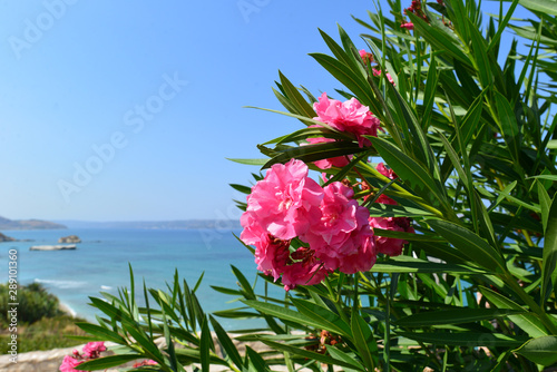 Oleander (Nerium oleander)