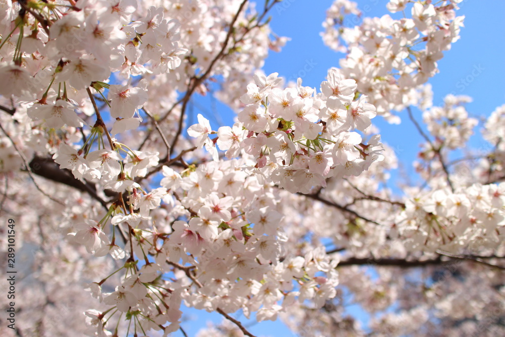 桜