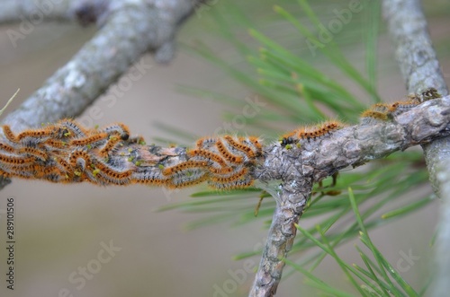 Processionary caterpillar (chenilles processionnaires)