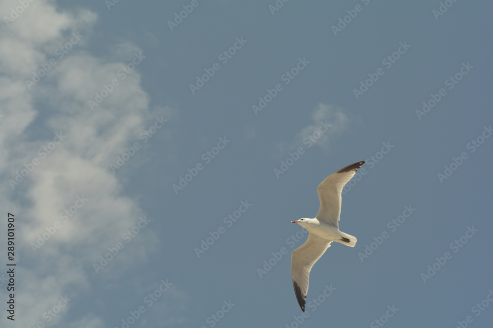 Obraz premium Seagull flies through the blue sky.