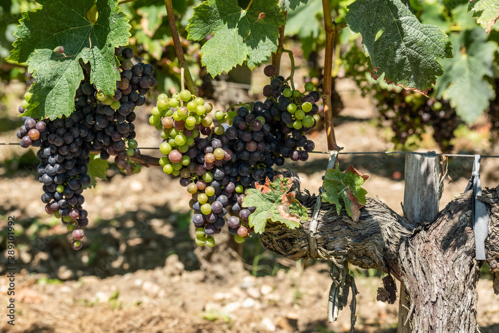 custom made wallpaper toronto digitalVignes et raisin du Médoc, près de Bordeaux (France)