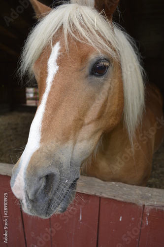 Brown horse with white stripe on the face looks out of barn