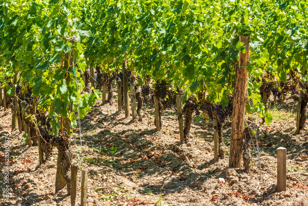 Vignes et raisin du Médoc, près de Bordeaux (France)	