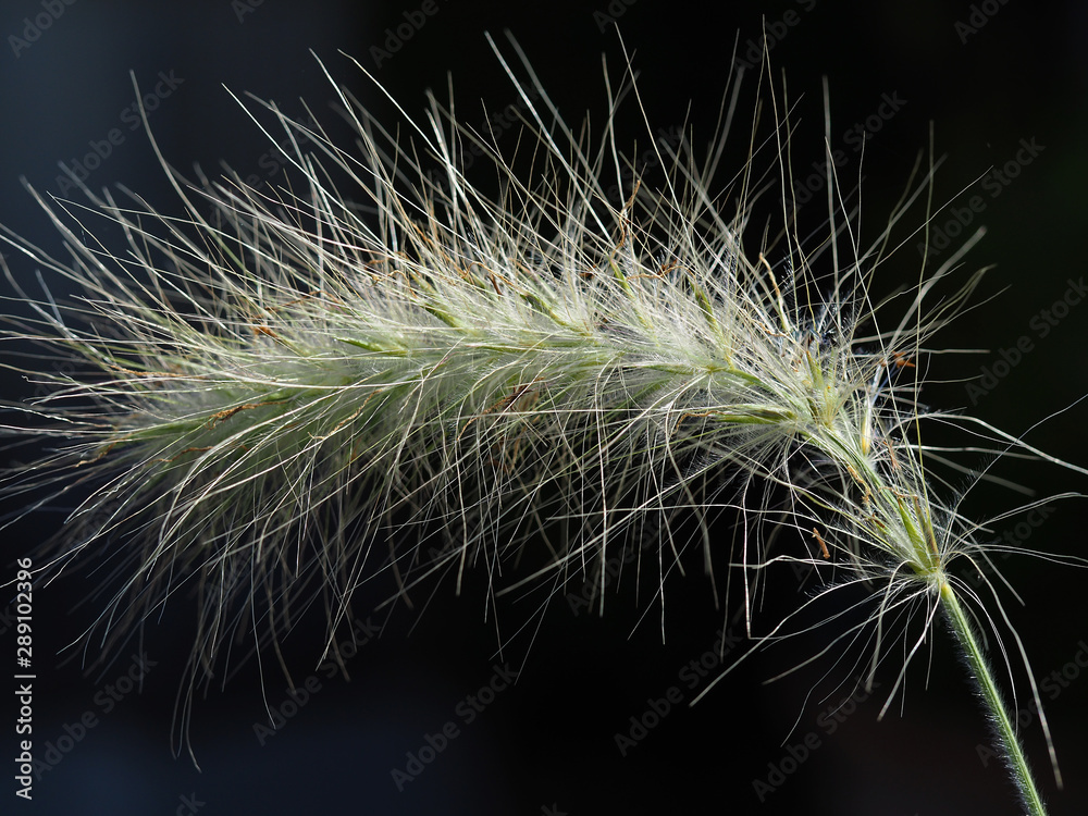 Fototapeta premium Flower spike of feathertop (Pennisetum villosum) ornamental grass