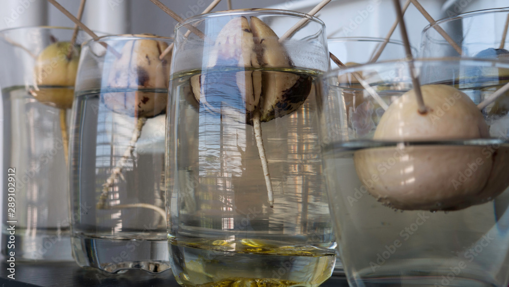 Growing Avocados at home. Avocado seed in glass with water. Avocado seed germinating and sprouting in glass water.