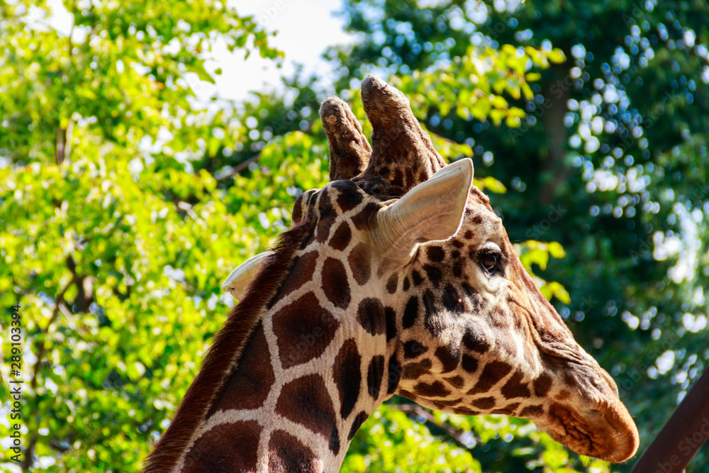 Close-up portrait of a giraffe against green foliage background Close-up portrait of a giraffe against green foliage background