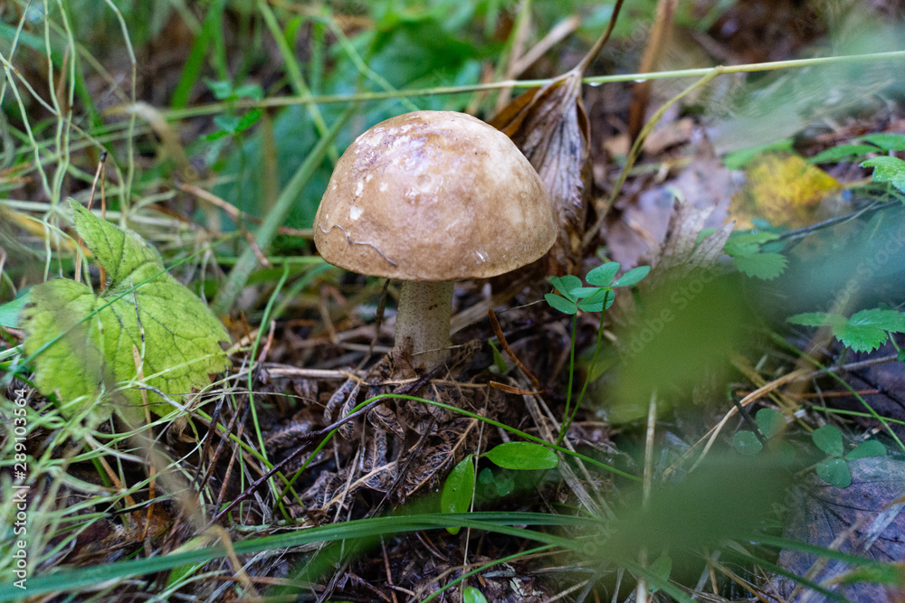 Autumn boletus mushroom Siberia forest Autumn boletus mushroom Siberia forest
