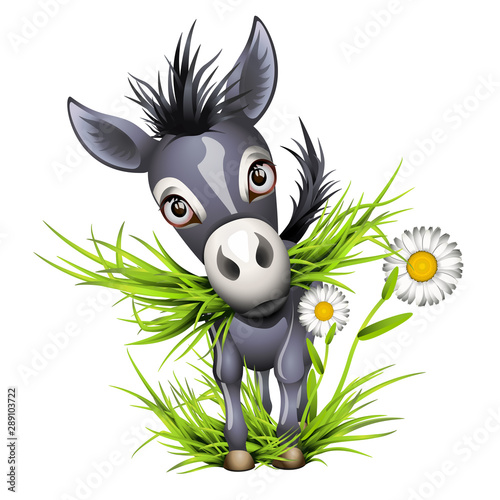 Little shaggy grey donkey