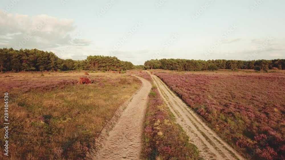 Scottish Highlanders in purple blooming heather landscape, Aerial Scottish Highlanders in purple blooming heather landscape, Aerial