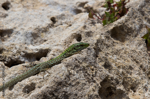 Salamander Gecko Eidechse sitzt auf Stein