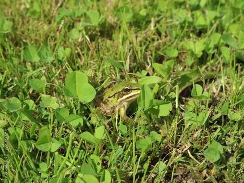 Grenouille
