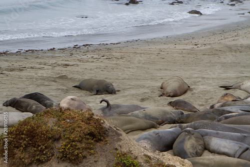 seaelefant on beach