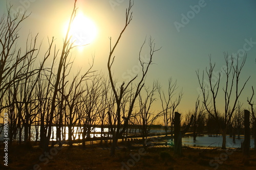 arboles secos por el salitre en el Lago Epecuen, Argentina