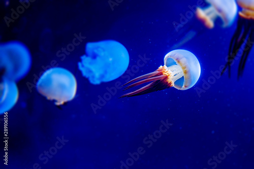 Glowing jellyfish swimming in aquarium photo