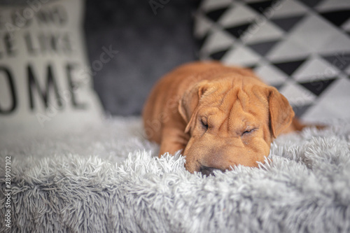 Fotografie Shar pei dog