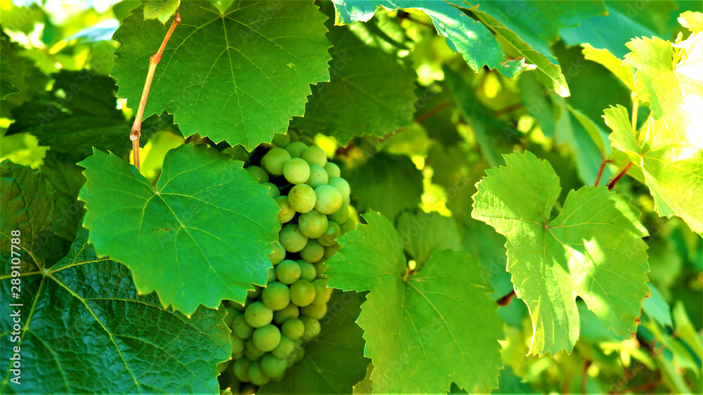 green grapes on the vine green grapes on the vine