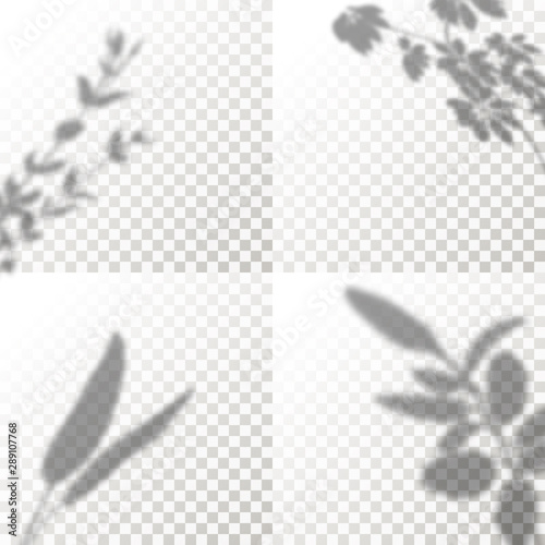 Set of Shadow Overlay Plant Vector Mockup. The transparent Shadows overlay effects Of Leaf in a modern minimalist style. For presentation Flyer, Poster, blank, logo, invitation