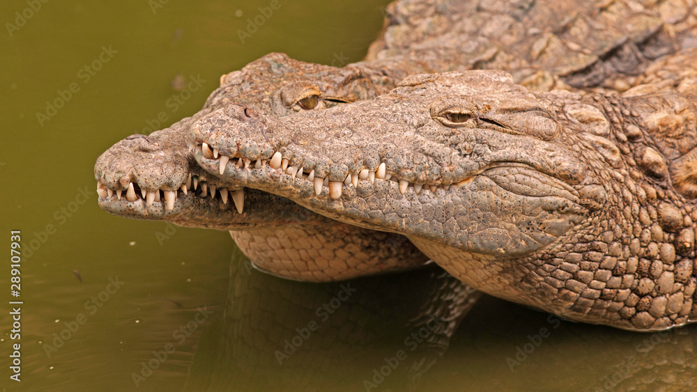 Fototapeta premium Crocodiles du désert en couple tête contre tête au repos dans marais