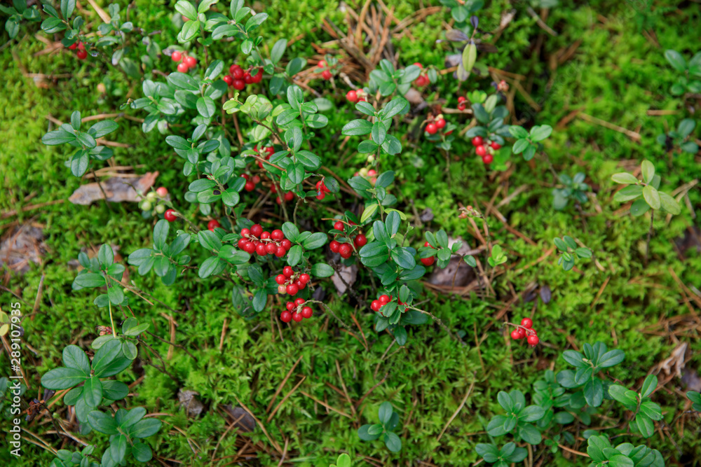 wild berry wild berry
