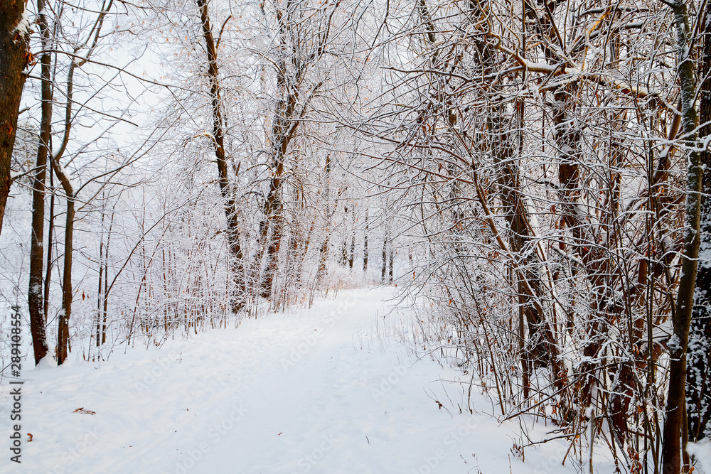 Snow covered trees in a winter forest and small path between them Snow covered trees in a winter forest and small path between them
