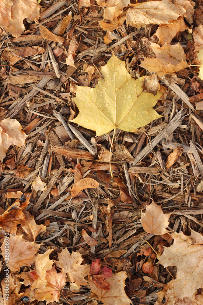 Fall leaf in wood chips Fall leaf in wood chips