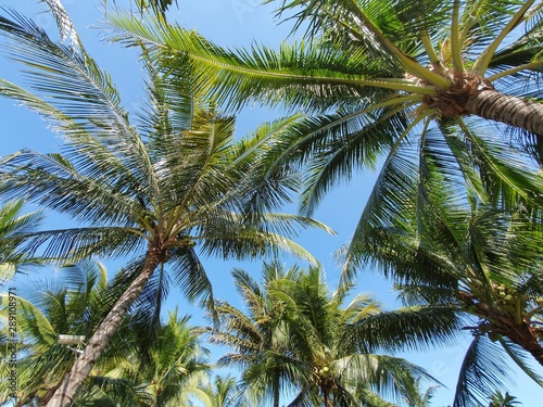 Palm tree leafs and clear blue sky on the background. Summer sky image. Vacation in NhaTrang, Vietnam. © 지원 정