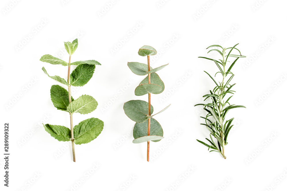 Mix of herbs, green branches, leaves mint, eucalyptus, rosemary and plants collection on white background. Set of medicinal herbs. Flat lay. Top view. Mix of herbs, green branches, leaves mint, eucalyptus, rosemary and plants collection on white background. Set of medicinal herbs. Flat lay. Top view.