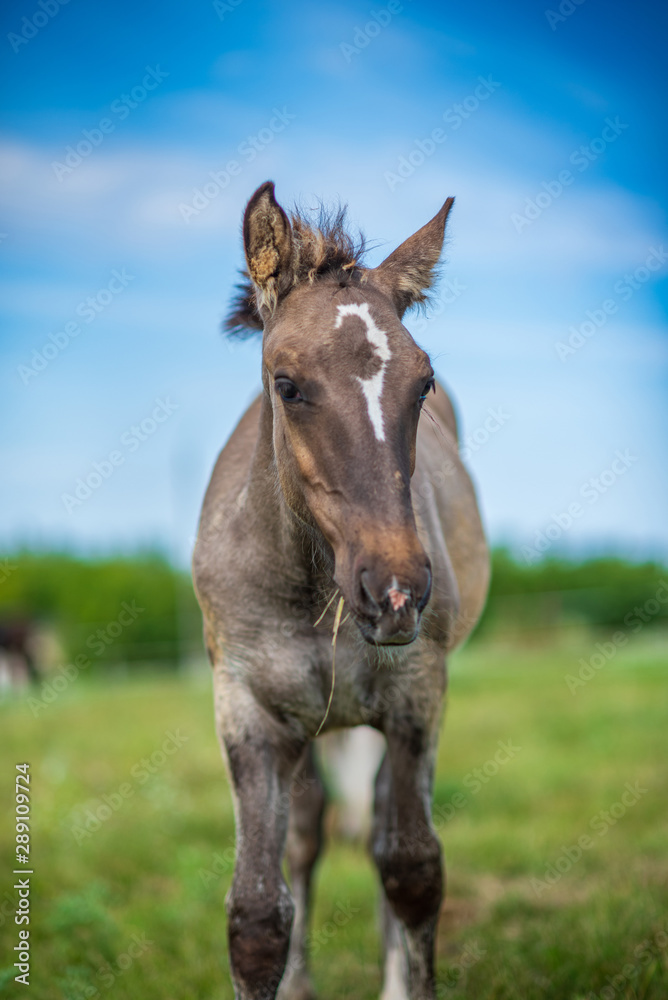 Close-up portrait of a village foal with a blurred background. Close-up portrait of a village foal with a blurred background.