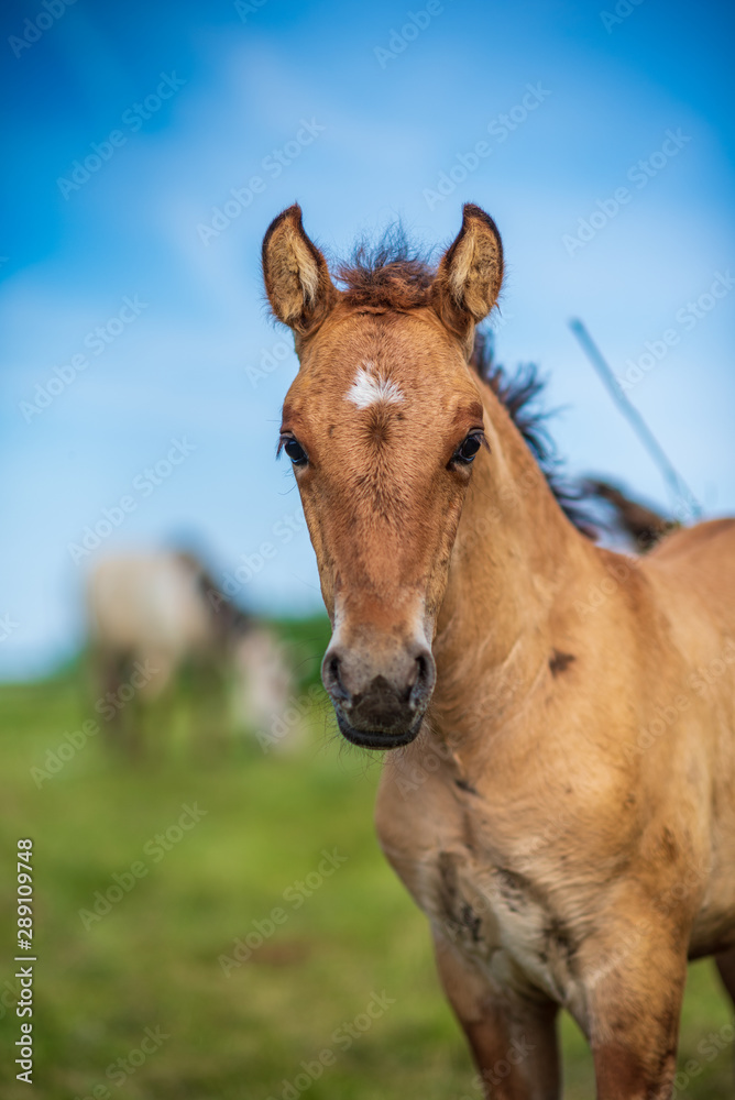 Close-up portrait of a village foal with a blurred background. Close-up portrait of a village foal with a blurred background.