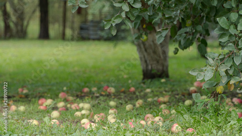 Fototapeta Naklejka Na Ścianę i Meble -  ripe apples on the ground in the garden