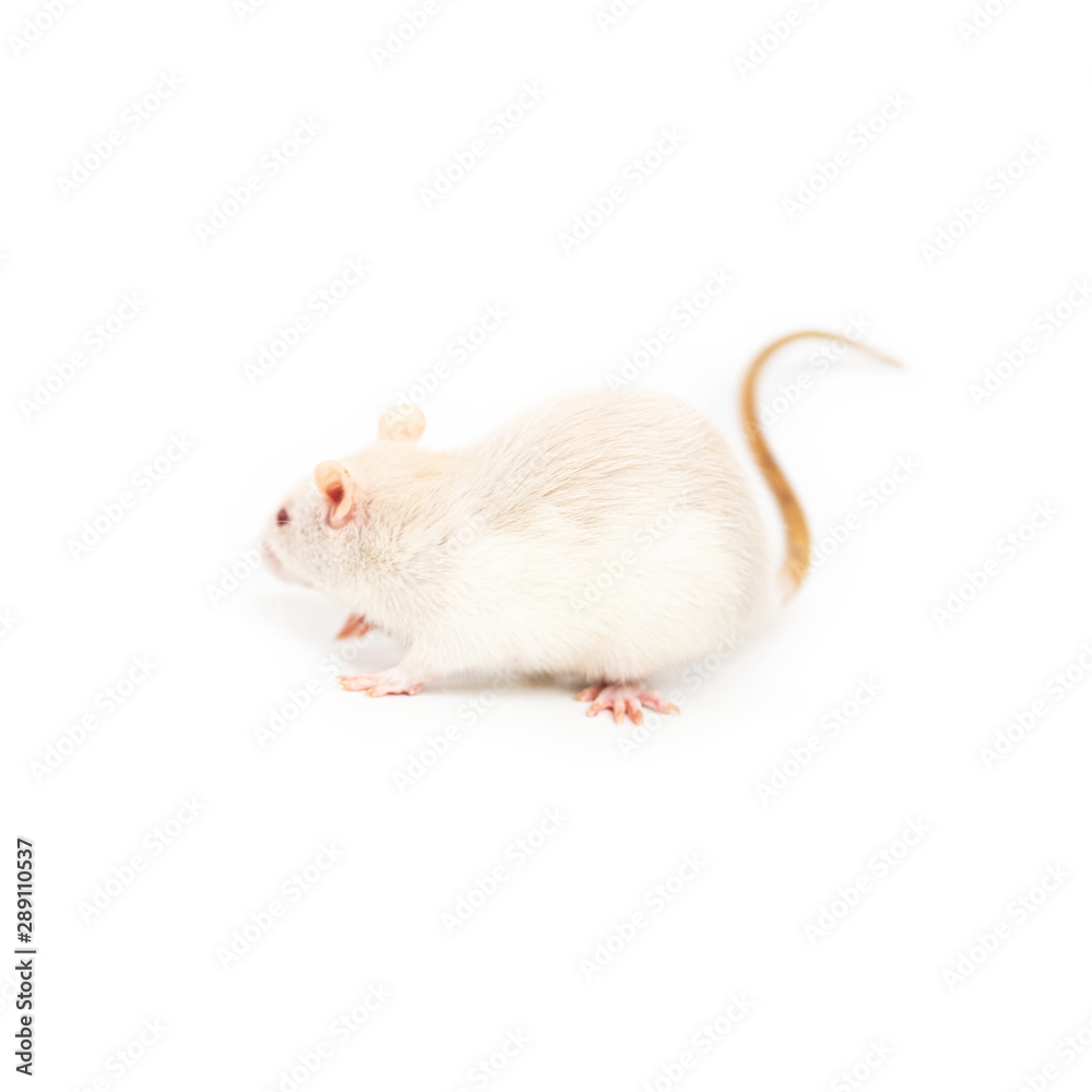 One little white rat on the white background